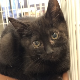 黒猫の男の子「ジジくん」を助けて下さい！