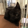 黒猫の男の子「ジジくん」を助けて下さい！ サムネイル2