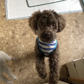 会津♂人が大好きTﾌﾟｰﾄﾞﾙ