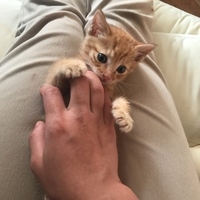 碧