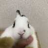 4羽の里親募集  サムネイル2