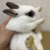 4羽の里親募集  サムネイル4