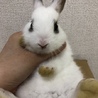4羽の里親募集  サムネイル5