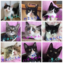 ねこ譲渡会(泉の家)