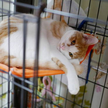 おいてかれるのを悟って拗ねてるのかな？