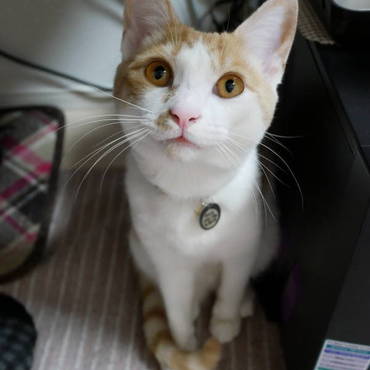 おすまし。マズル細いです(*´ω｀*)