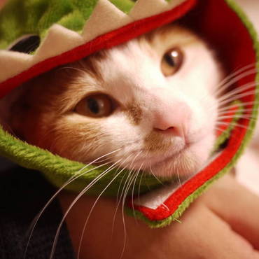 怪獣ウニ(*´ω｀*)