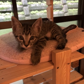 人懐っこいヤンチャ坊主です！