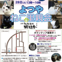 四ツ谷 猫廼舎(ねこのや)ねこの里親会(夜の部)