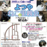 四ツ谷 猫廼舎（ねこのや）ねこの里親会（夜の部）