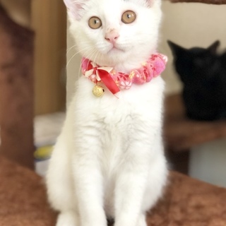 人間大好き甘えん坊、美形にゃんこサファイアくん
