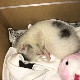 迷子の子猫ちゃん！