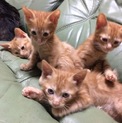 生後2ヶ月 茶トラ♡メス猫二匹