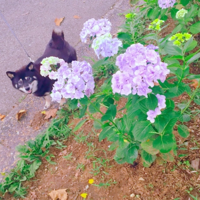 実家にお迎えできる猫ちゃん希望です♡のカバー写真