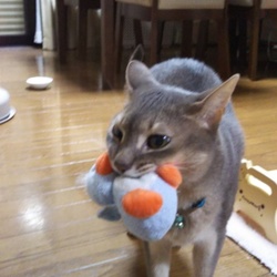 ルナのお兄ちゃん レオです。