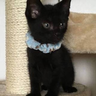 ☆新品シャム猫・黒猫の袋帯西陣m3410