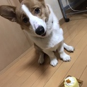 里親さん決定致しました