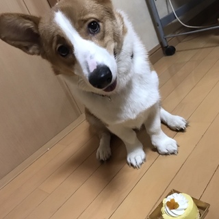 里親さん決定致しました