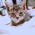 フワフワ猫ちゃん！