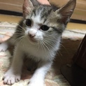 子猫欲しい方いませんか？