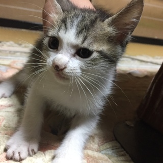 子猫欲しい方いませんか？