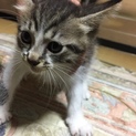 子猫欲しい方いませんか？