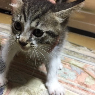 子猫欲しい方いませんか？