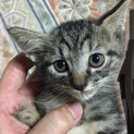 欲しい方子猫いませんか？