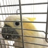 虫めがね