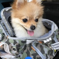 ムギ