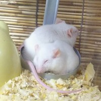 しらたま&おだんご