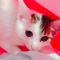 可愛いねこちゃん