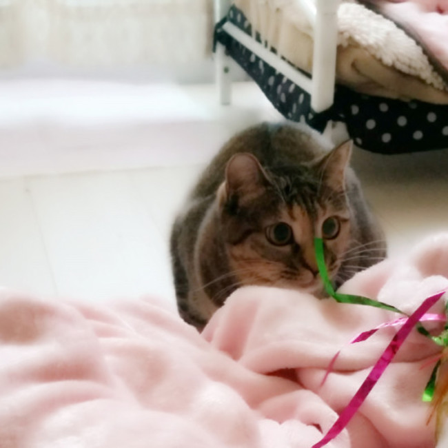 Kanariya's Houseのカバー写真