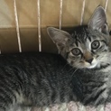 ナターシャTerra里親会に参加❣️