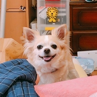 バニラ