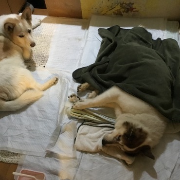 老犬 幸太郎