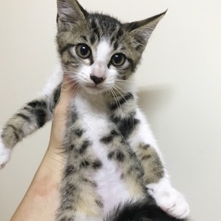 ☆キジシロのサンちゃん♀☆