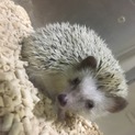 ハリネズミ