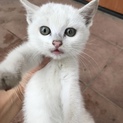 真っ白な子猫ちゃん