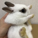こうさぎ