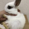 こうさぎ サムネイル2
