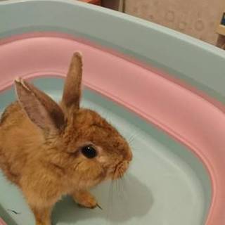 うさぎさん 飼い主募集