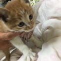 手のひらサイズ茶トラ男の子