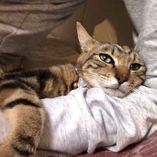 おとなしいゴロゴロ猫