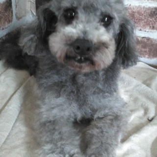 プードル③