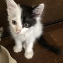 4兄弟です！多頭でもらってくれる方歓迎