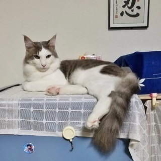 ノルウエー・ジャンフォレスト系の猫です。