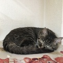 がん末期の方が大切に飼っている猫のヒメちゃん