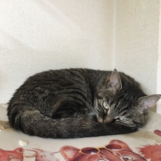 がん末期の方が大切に飼っている猫のヒメちゃん