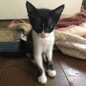4兄弟です！多頭でもらってくれる方歓迎